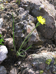 Takhtajaniantha austriaca