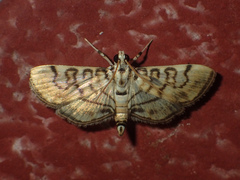 Tabidia aculealis