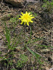 Takhtajaniantha austriaca