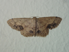 Idaea chotaria