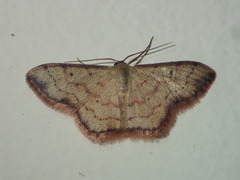 Idaea craspedota