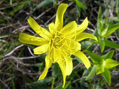 Takhtajaniantha austriaca