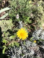 Calendula suffruticosa