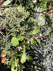 Calendula suffruticosa