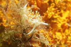 Flabellina