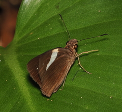 Notocrypta