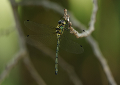 Micromidia atrifrons