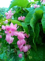 Antigonon leptopus