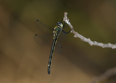 Micromidia atrifrons
