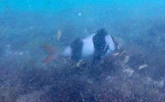 Pseudogoniistius nigripes