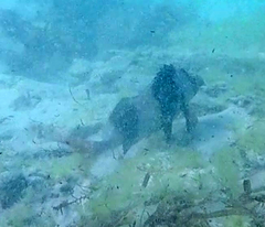 Pseudogoniistius nigripes