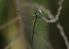 Micromidia atrifrons