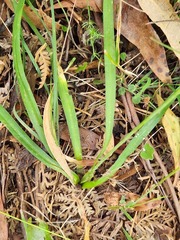 Arthropodium milleflorum