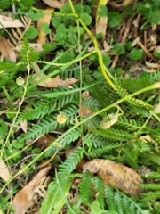 Arthropodium milleflorum