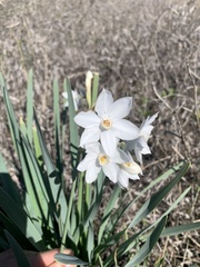 Narcissus papyraceus
