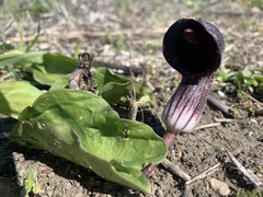 Arisarum simorrhinum