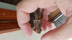 Nymphalis polychloros