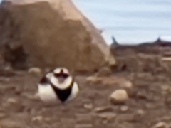 Elseyornis melanops