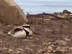 Elseyornis melanops