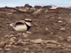 Elseyornis melanops