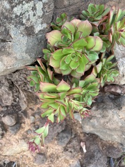 Aeonium percarneum