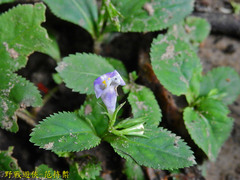 Bonnaya ruelloides