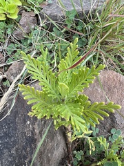 Lavandula canariensis