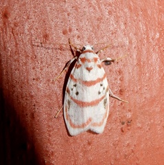 Cyana linatula