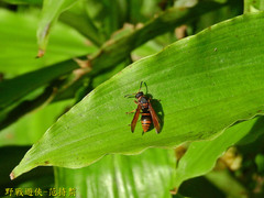 Anterhynchium flavomarginatum