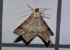 Macaria bisignata