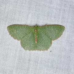 Eucyclodes metaspila