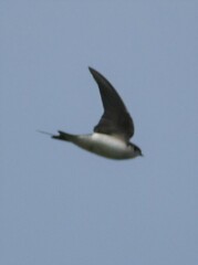 Tachycineta bicolor