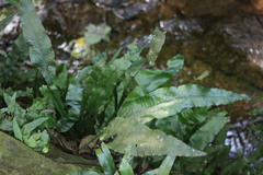 Leptochilus wrightii
