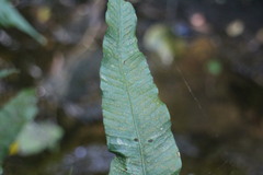 Leptochilus wrightii