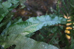 Leptochilus wrightii