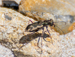 Neocicindela tuberculata