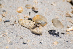 Neocicindela tuberculata