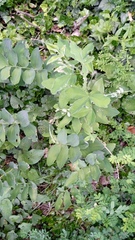 Polygonatum multiflorum