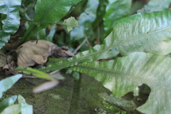 Leptochilus wrightii
