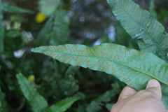 Leptochilus wrightii