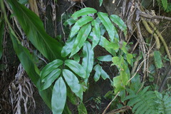 Diplazium donianum