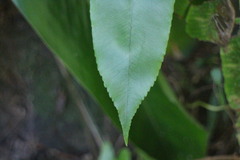 Diplazium donianum