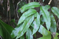 Diplazium donianum