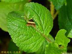 Choreutis basalis