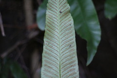 Diplazium donianum