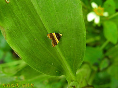 Choreutis basalis
