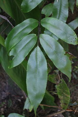 Diplazium donianum