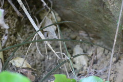 Diplazium donianum