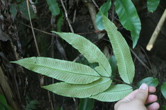 Diplazium donianum