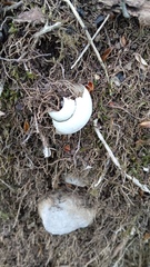 Helix pomatia